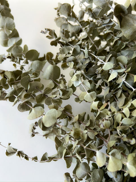 Dried Eucalyptus-Spiral - Sunny Meadows Flower Farm