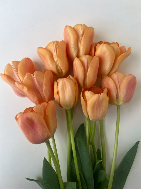 Tulip Bulbs-Apricot Foxx