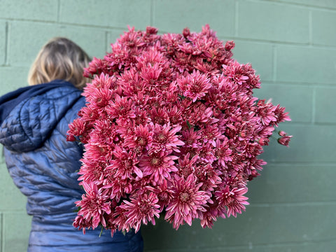 Mum Coral Charm-3 Rooted Cuttings