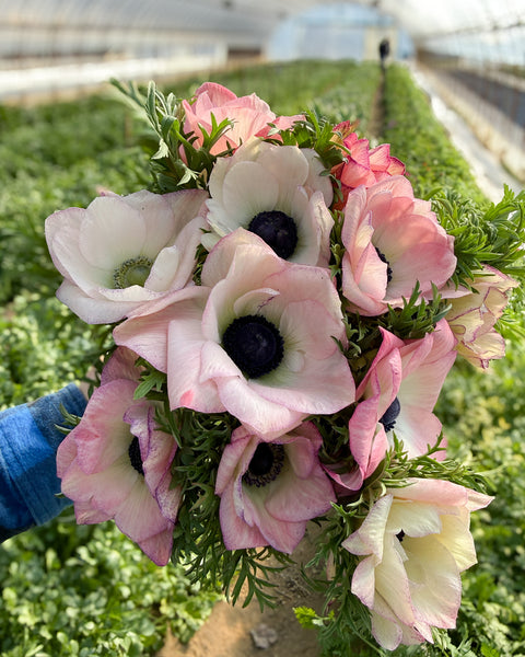 Anemone Corms-Violet Edge
