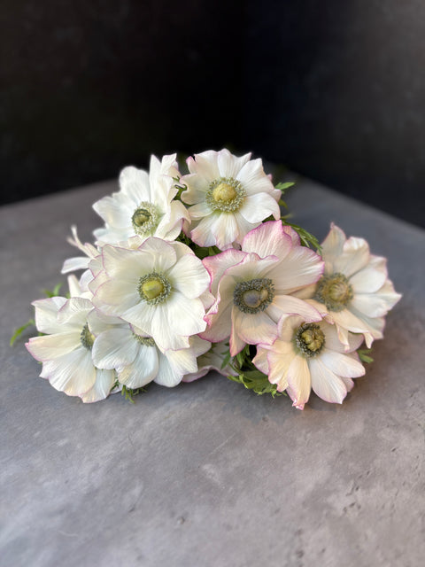 Anemone Corms-Violet Edge