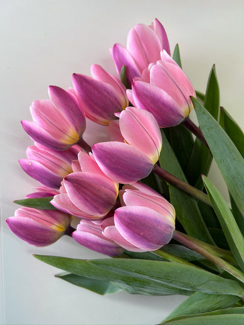 Tulip Bulbs-Light and Dreamy