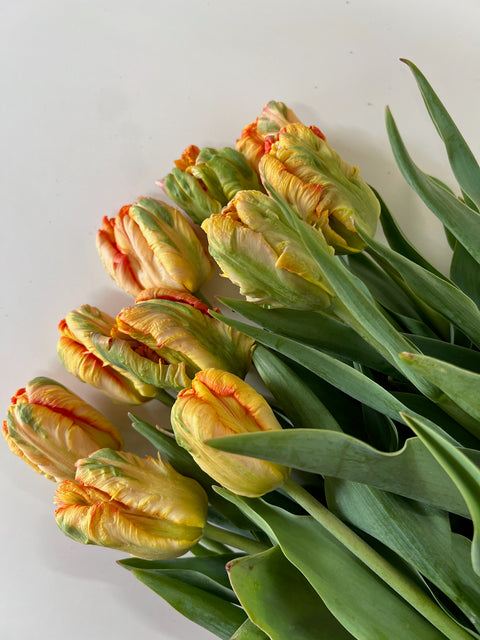 Tulip Bulbs-Parrot King