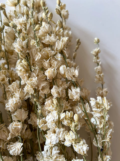 Dried Larkspur White - Sunny Meadows Flower Farm