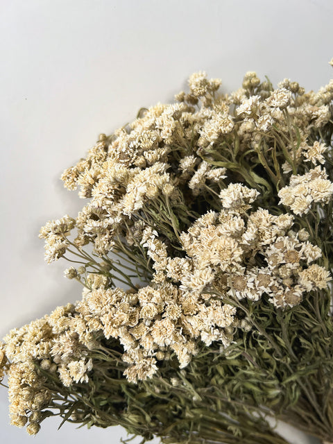 Dried Yarrow Peter Cottontail - Sunny Meadows Flower Farm
