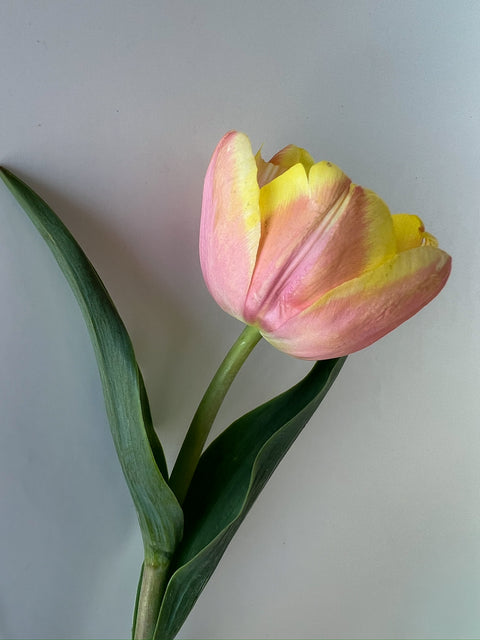 Tulip Bulbs-Mango Charm