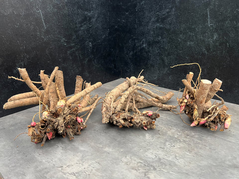 Peony Paula Fey-Bareroot Plant - Sunny Meadows Flower Farm