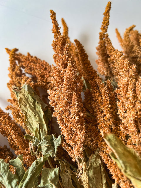 Dried Amaranth Tan - Sunny Meadows Flower Farm