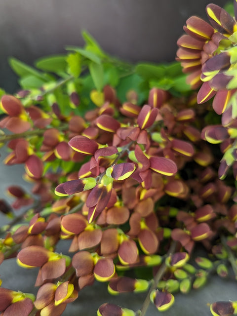 Baptisia Cherries Jubiliee-3 Plugs