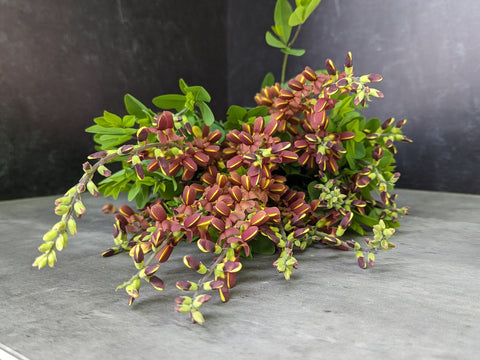 Baptisia Cherries Jubiliee-3 Plugs