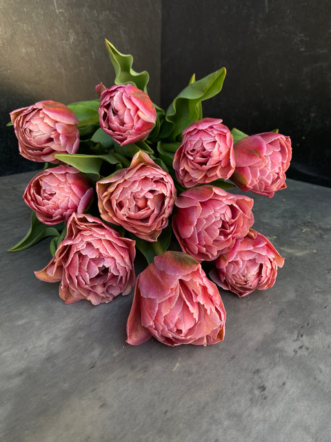 Tulip Bulbs-Beachberry