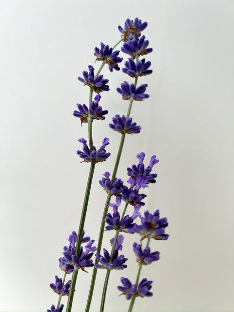 Fresh Lavender Box