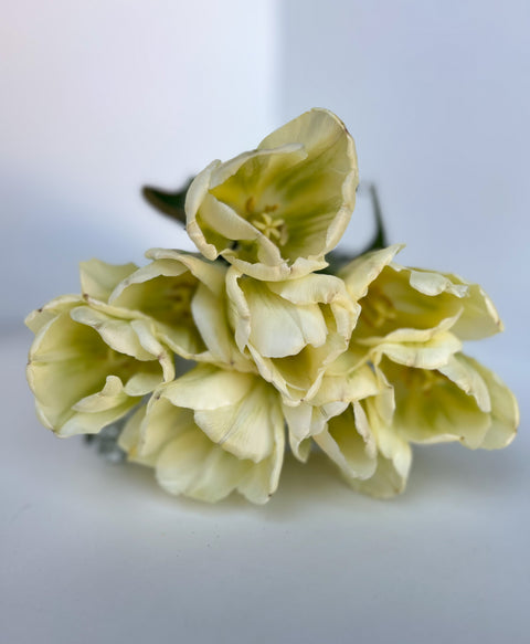 Tulip Bulbs-Green Spirit - Sunny Meadows Flower Farm