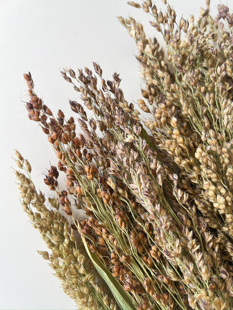 Dried Broomcorn Blonde - Sunny Meadows Flower Farm