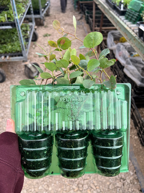 Eucalyptus Polyanthemos-3 Plugs - Sunny Meadows Flower Farm