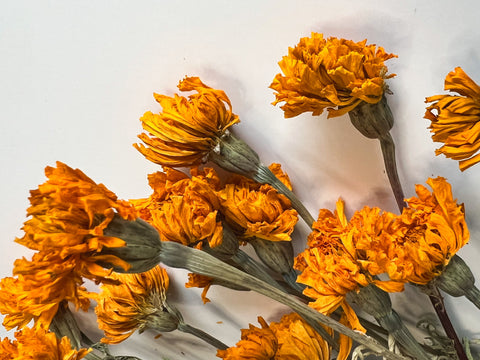 Dried Marigold Gold - Sunny Meadows Flower Farm