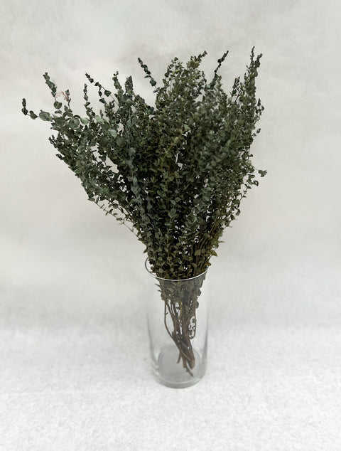 Dried Eucalyptus-Moon Lagoon - Sunny Meadows Flower Farm
