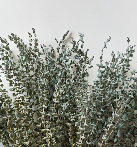 Dried Eucalyptus-Moon Lagoon - Sunny Meadows Flower Farm