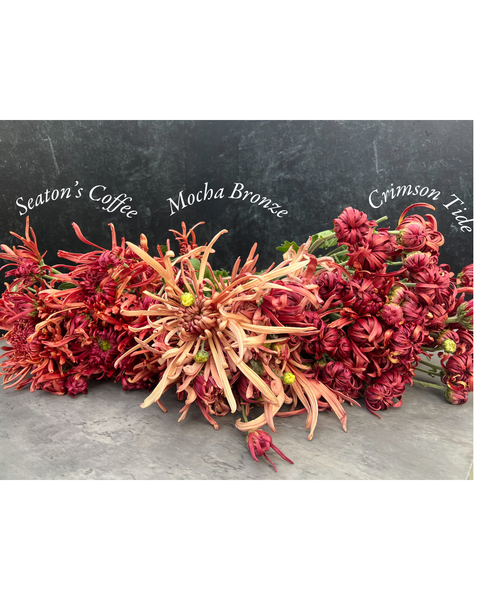 Mum Mocha Bronze-3 Rooted Cuttings - Sunny Meadows Flower Farm