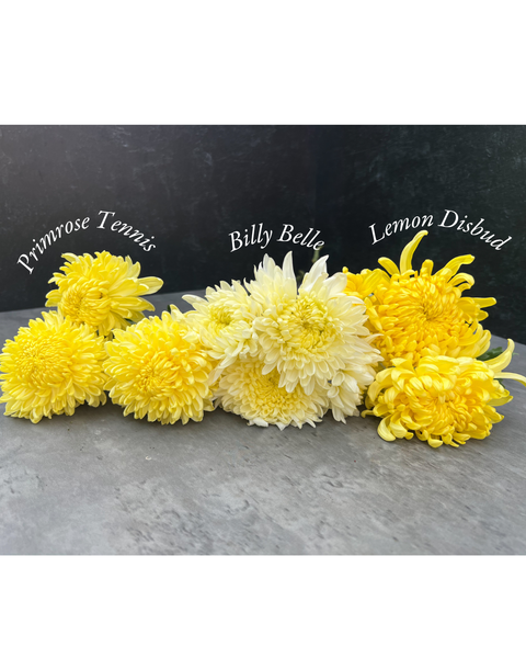 Mum Billy Belle-3 Rooted Cuttings