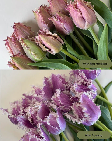 Tulip Bulbs-Crunchy Cummins - Sunny Meadows Flower Farm