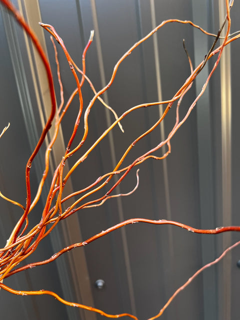 Curly Willow Bunch - Golden - Sunny Meadows Flower Farm