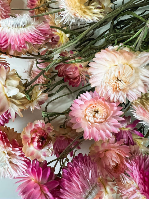 Dried Strawflower Pink - Sunny Meadows Flower Farm