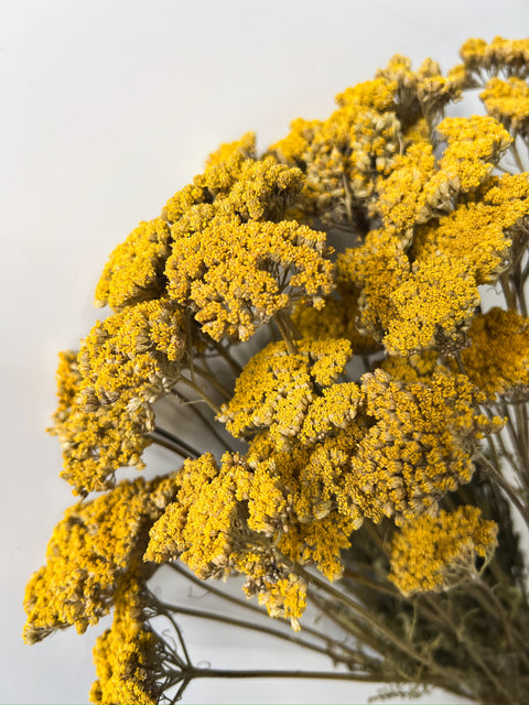 Dried Yellow Yarrow - Sunny Meadows Flower Farm