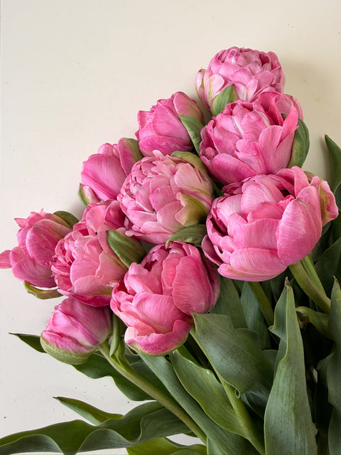 Tulip Bulbs-Amazing Grace