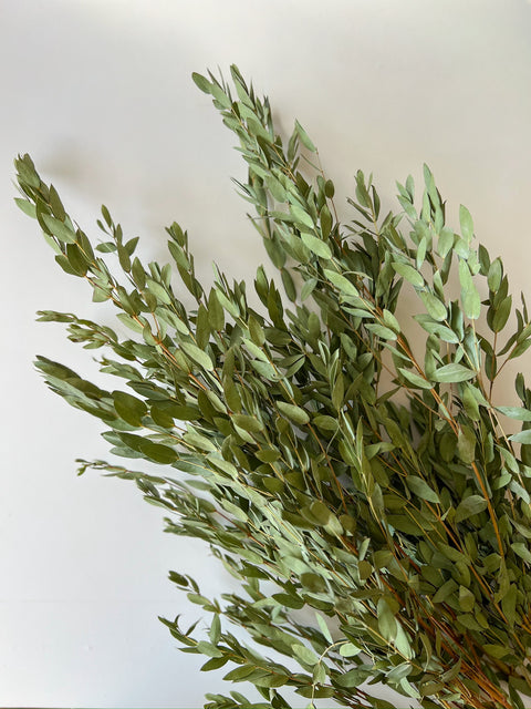 Dried Eucalyptus-Parvifolia - Sunny Meadows Flower Farm