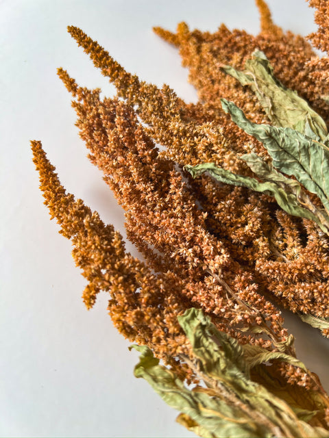 Dried Amaranth Tan - Sunny Meadows Flower Farm