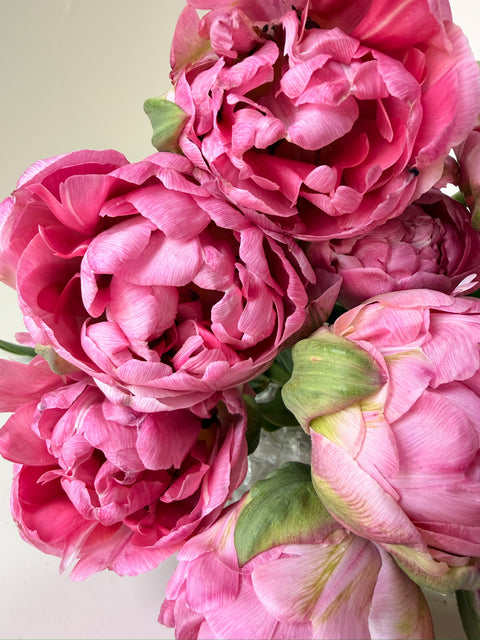 Tulip Bulbs-Amazing Grace