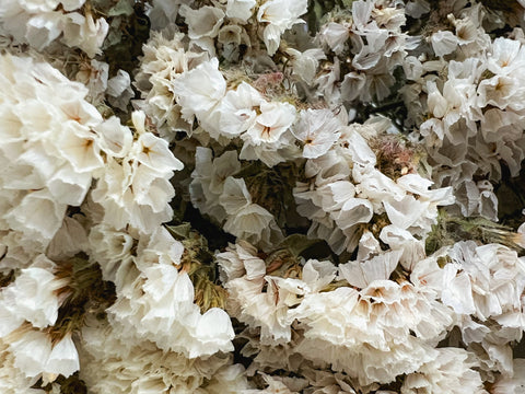 Dried Statice White - Sunny Meadows Flower Farm