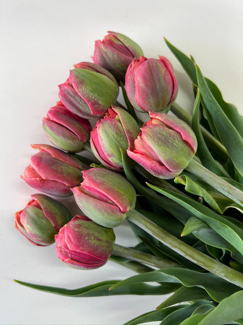 Tulip Bulbs-Copper Image