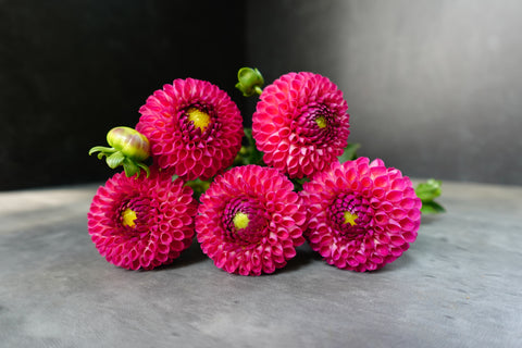 Dahlia Tuber Burlesca - Sunny Meadows Flower Farm