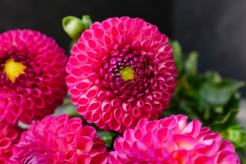 Dahlia Tuber Burlesca - Sunny Meadows Flower Farm