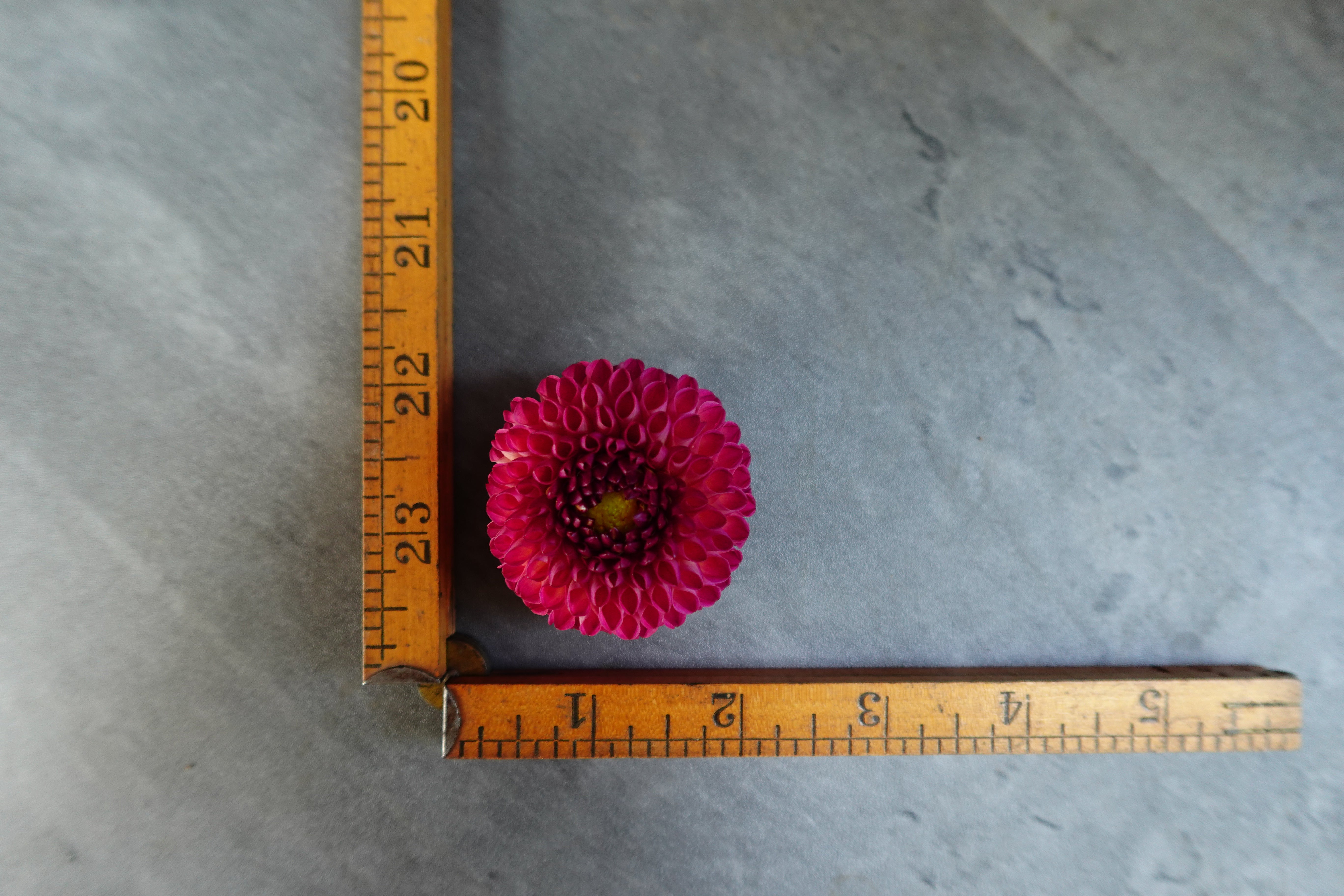 Sunny Meadows Flower Farm Dahlia Tuber - Thumbnail 4