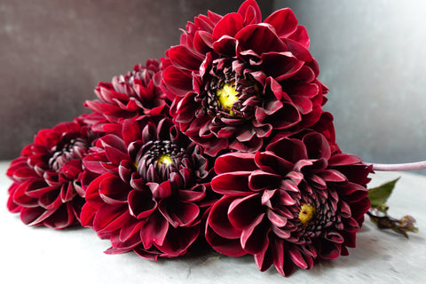 Dahlia Tuber Manoa - Sunny Meadows Flower Farm