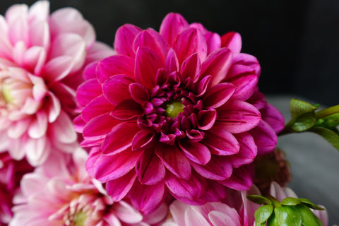 Dahlia Strawberry Crème-3 Rooted Cuttings - Sunny Meadows Flower Farm