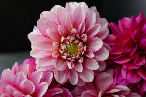 Dahlia Strawberry Crème-3 Rooted Cuttings - Sunny Meadows Flower Farm