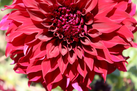 Dahlia Tuber Spartacus - Sunny Meadows Flower Farm