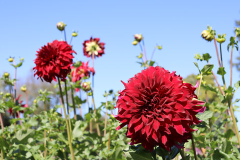 Dahlia Tuber Spartacus - Sunny Meadows Flower Farm