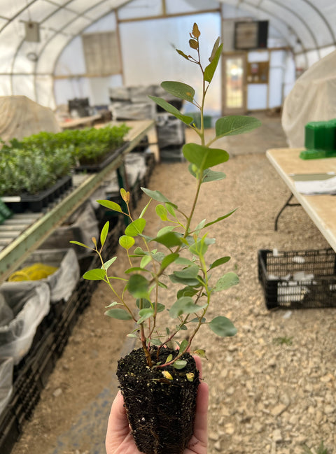Eucalyptus Polyanthemos-3 Plugs - Sunny Meadows Flower Farm