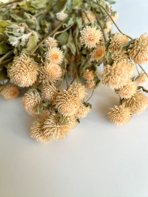 Dried Gomphrena Ivory - Sunny Meadows Flower Farm