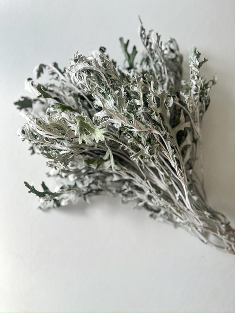 Dried Dusty Miller Candicans - Sunny Meadows Flower Farm