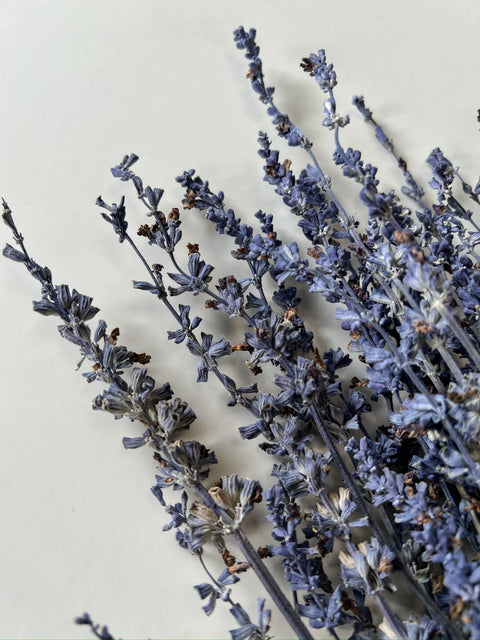 Dried Salvia - Sunny Meadows Flower Farm