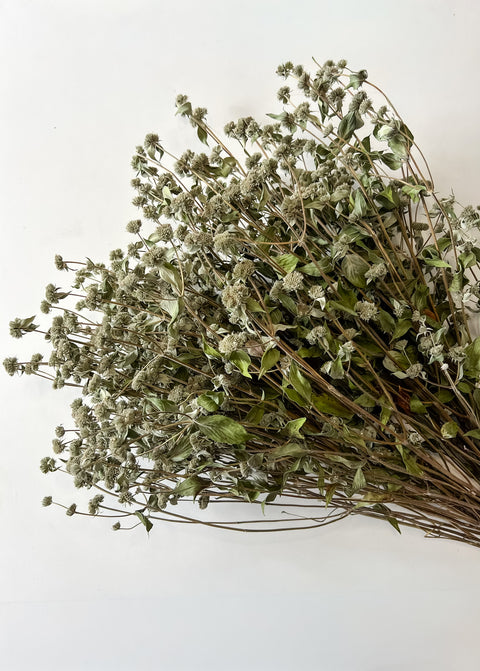 Dried Mountain Mint - Sunny Meadows Flower Farm