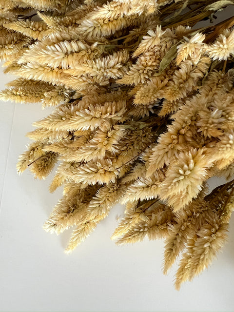 Dried Celosia White Spike - Sunny Meadows Flower Farm