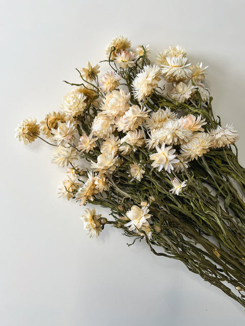 Dried Strawflower White - Sunny Meadows Flower Farm