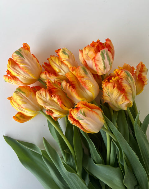 Tulip Bulbs-Parrot King